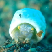 バリ島ダイビングトランベン