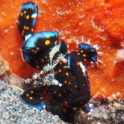 バリ島ダイビングトランベン