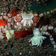 バリ島ダイビングトランベン