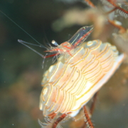 バリ島ダイビングトランベン