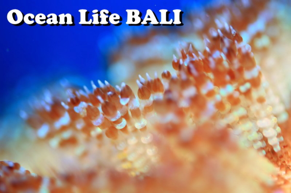 Ocean Life BALI