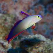 バリ島ダイビングトランベン