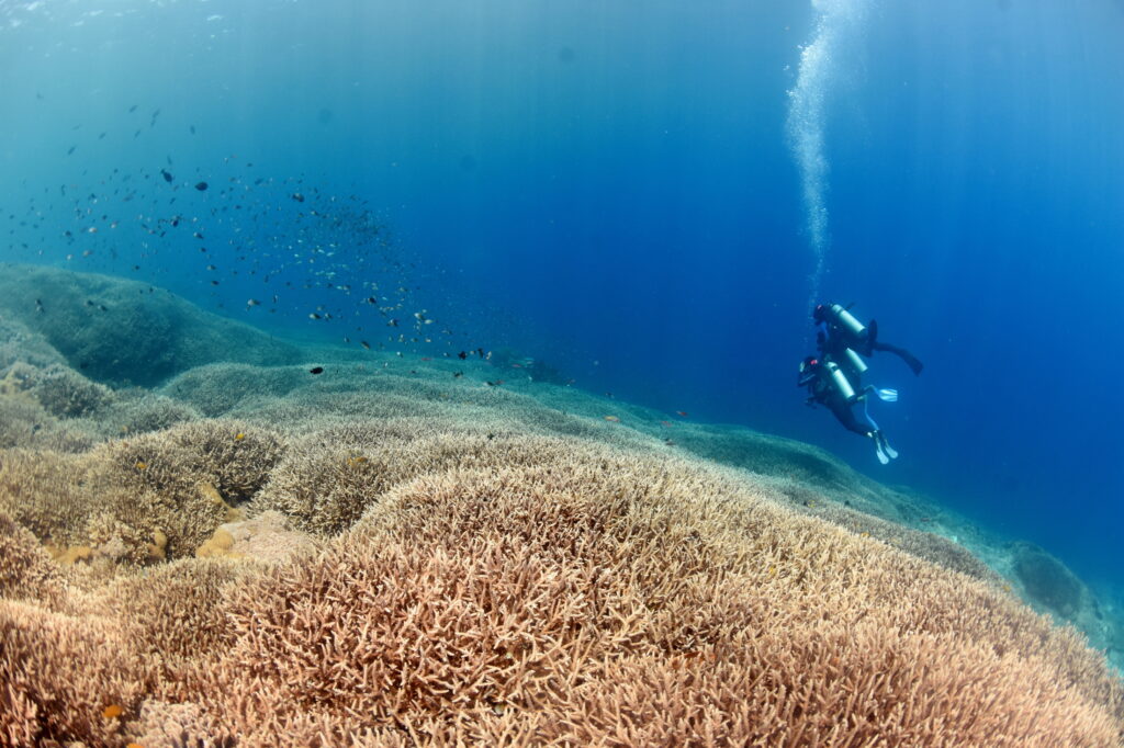 レンボンガン島　サンゴ礁