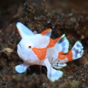 バリ島ダイビングトランベン