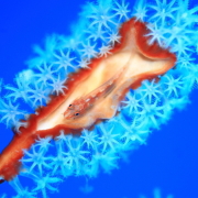 バリ島ダイビングトランベン