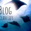 バリ島ダイビング ブログ