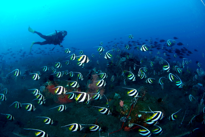 バリ島ダイバーと魚の群れ
