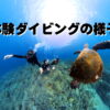 バリ島 ダイビング