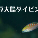 バリ島 ダイビング