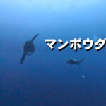 マンボウ バリ島