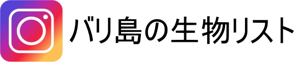 バリ島インスタグラム