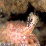 オリビアシュリンプ